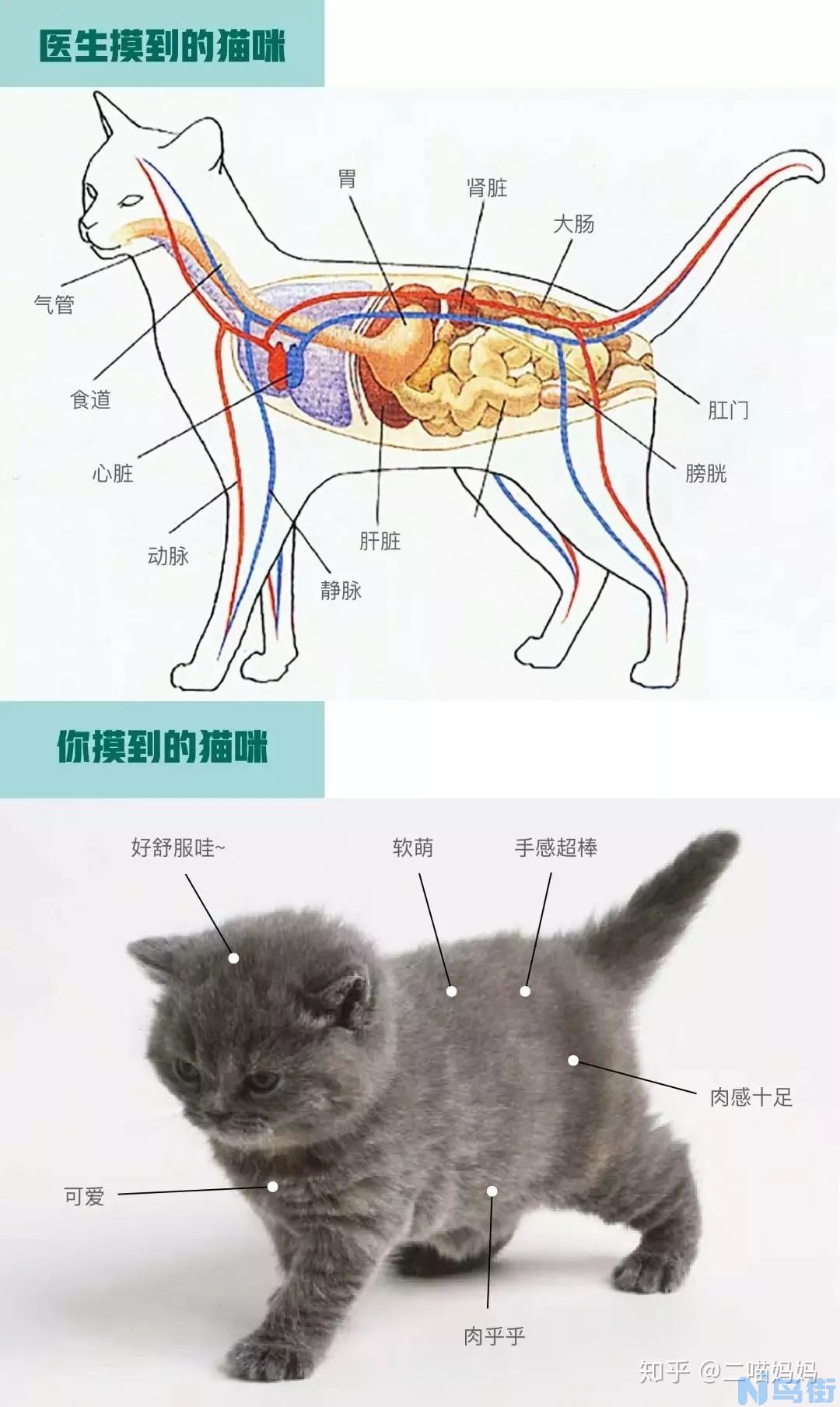 猫咪肠道堵塞怎么办？