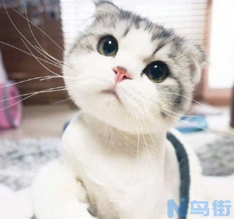 根折猫和普通折耳猫？