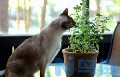 如何防止猫咬植物？