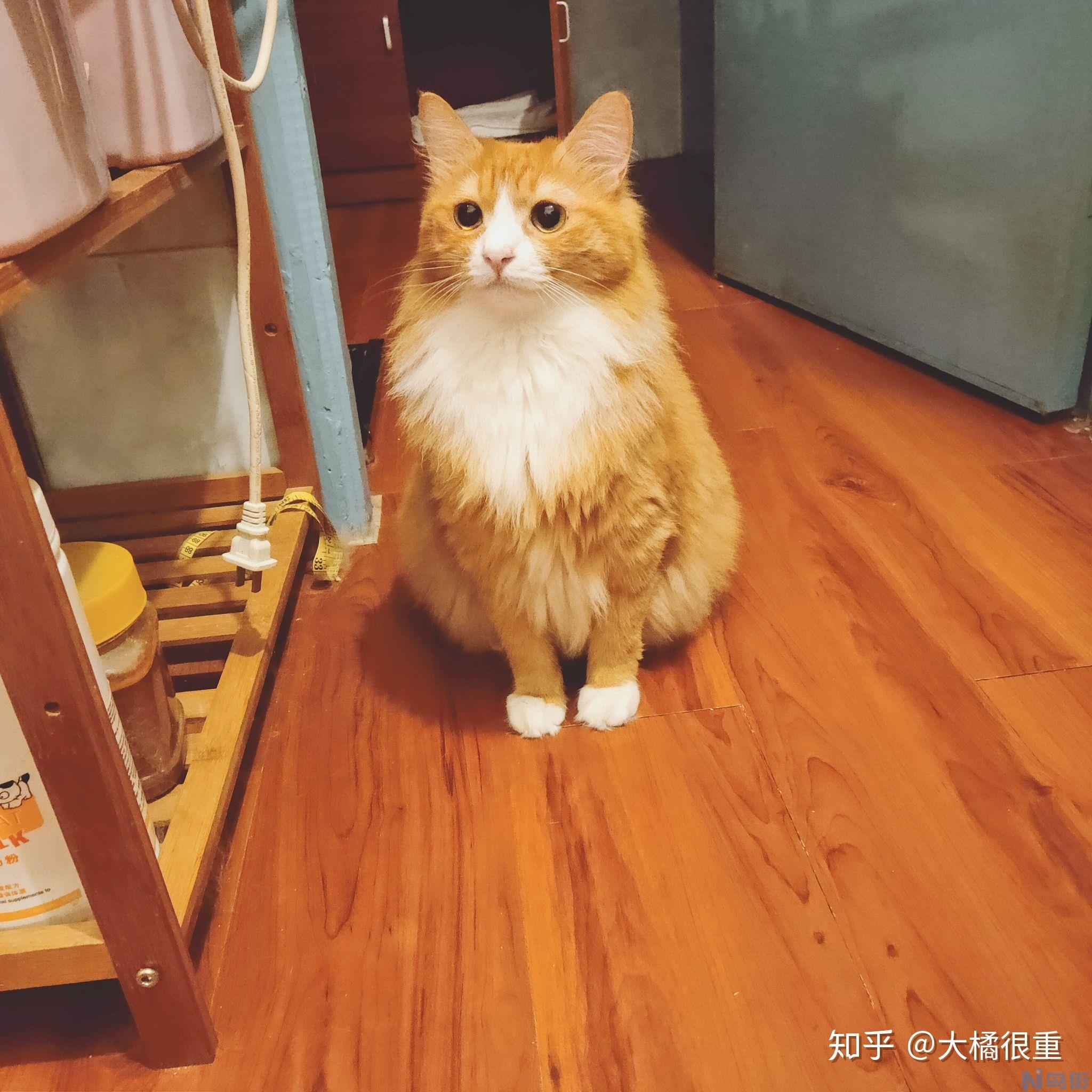 猫突然在地上拉屎？