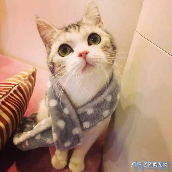 猫咪吐出白色的液体？