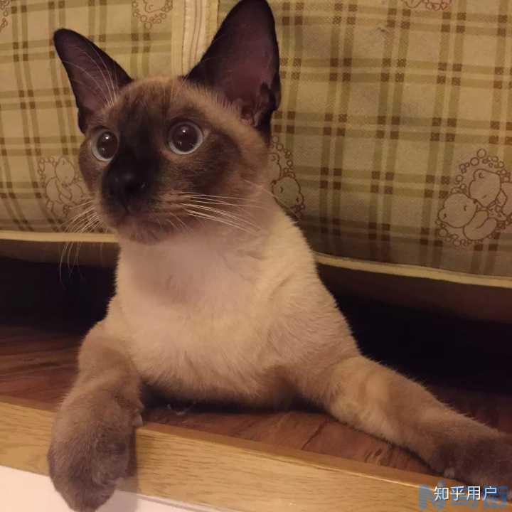 为什么我的猫一点都不粘人？