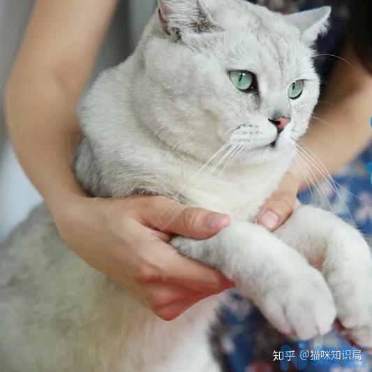 新猫到家什么时候可以抱他？