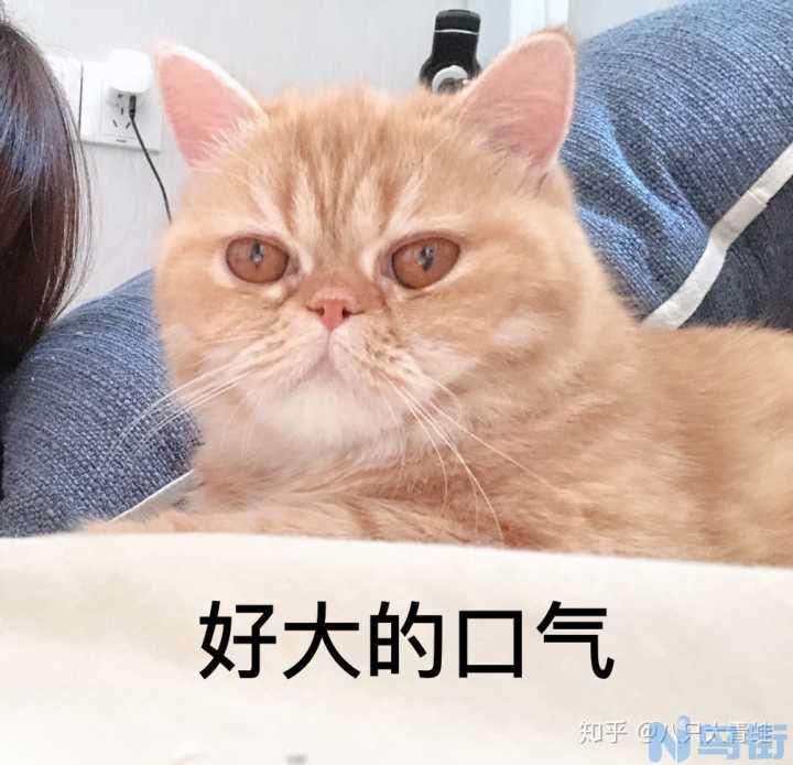 猫眼睛咖啡色分泌物？