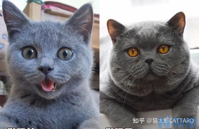 猫怎样才能胖起来？