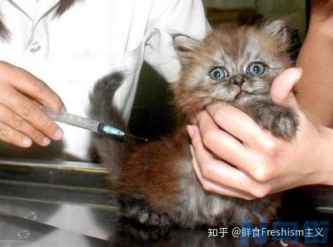 猫为什么会呕吐黄水？