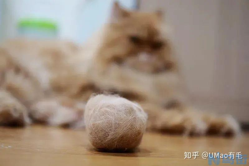 猫不吐毛球？