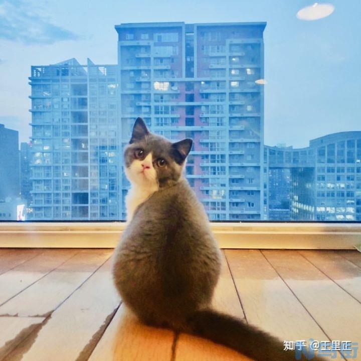 猫怀孕一个月有什么反应？