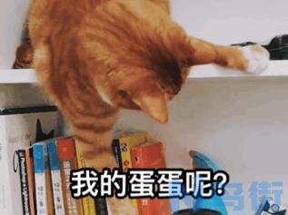 猫咪怀孕后性格？