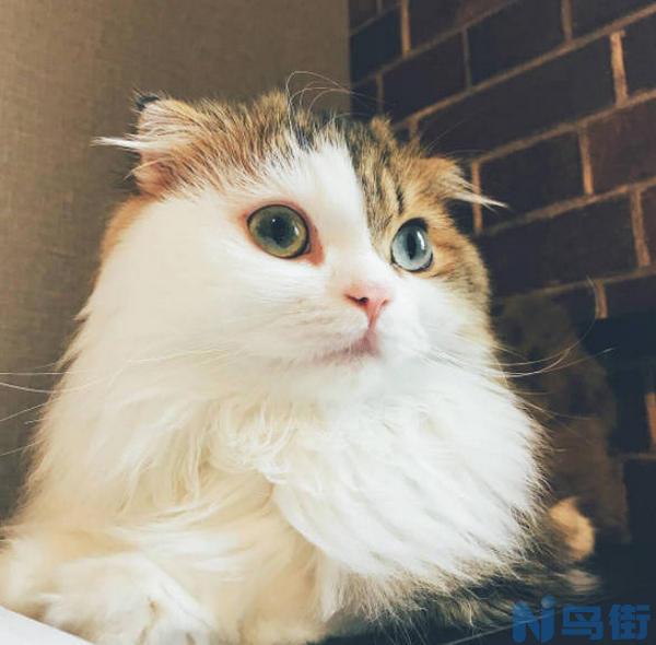 猫咪毛发分层？