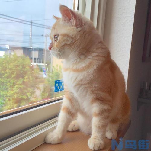 怎么养布偶猫？