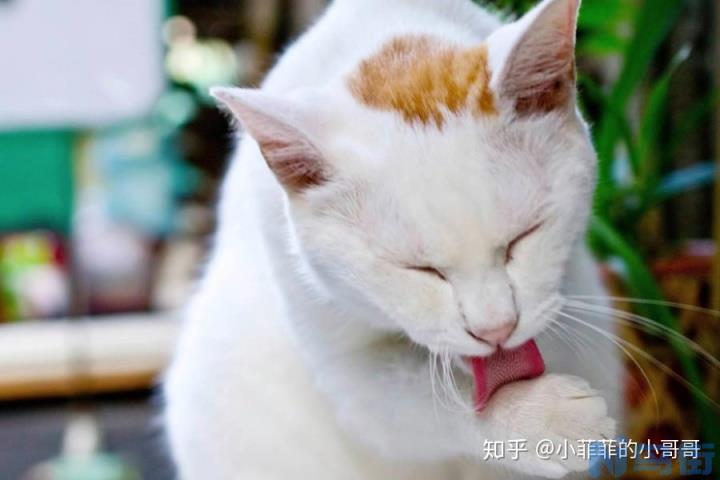 猫的腮是哪个部位？