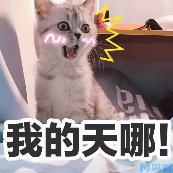 猫通常会得的病？