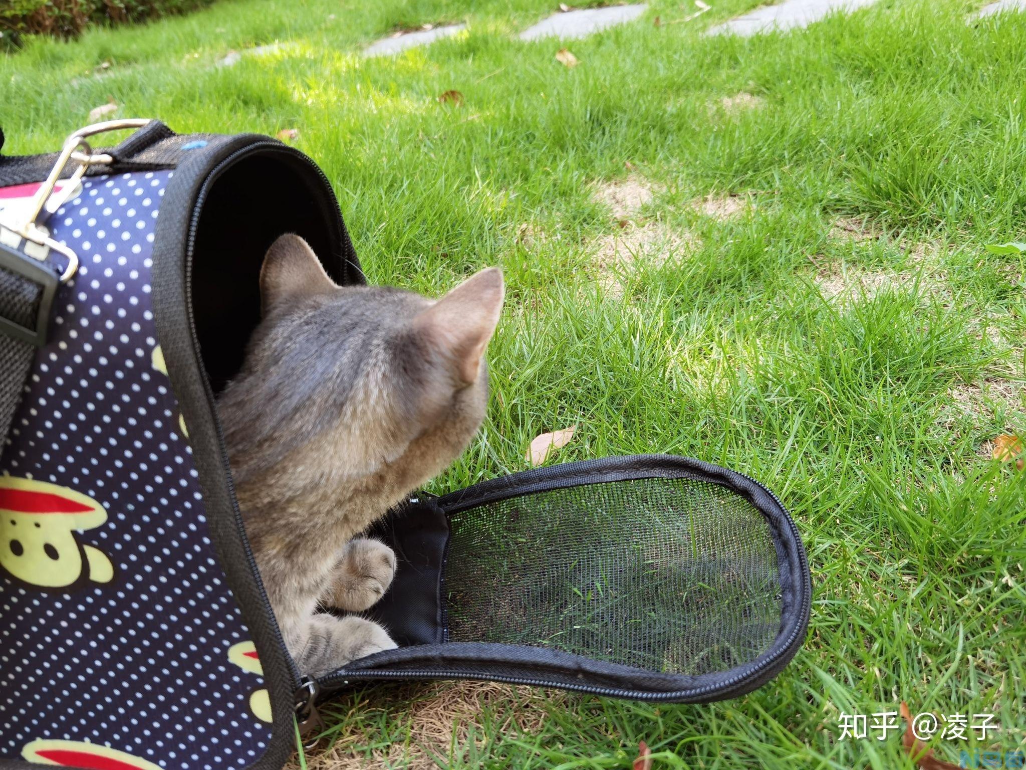 小奶猫睡觉咕噜咕噜？