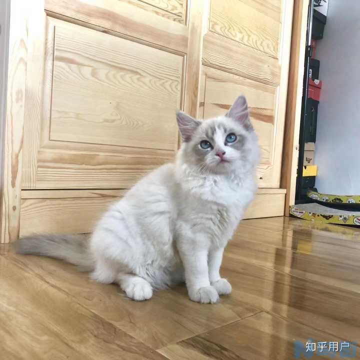 蓝猫六个月正常体重？