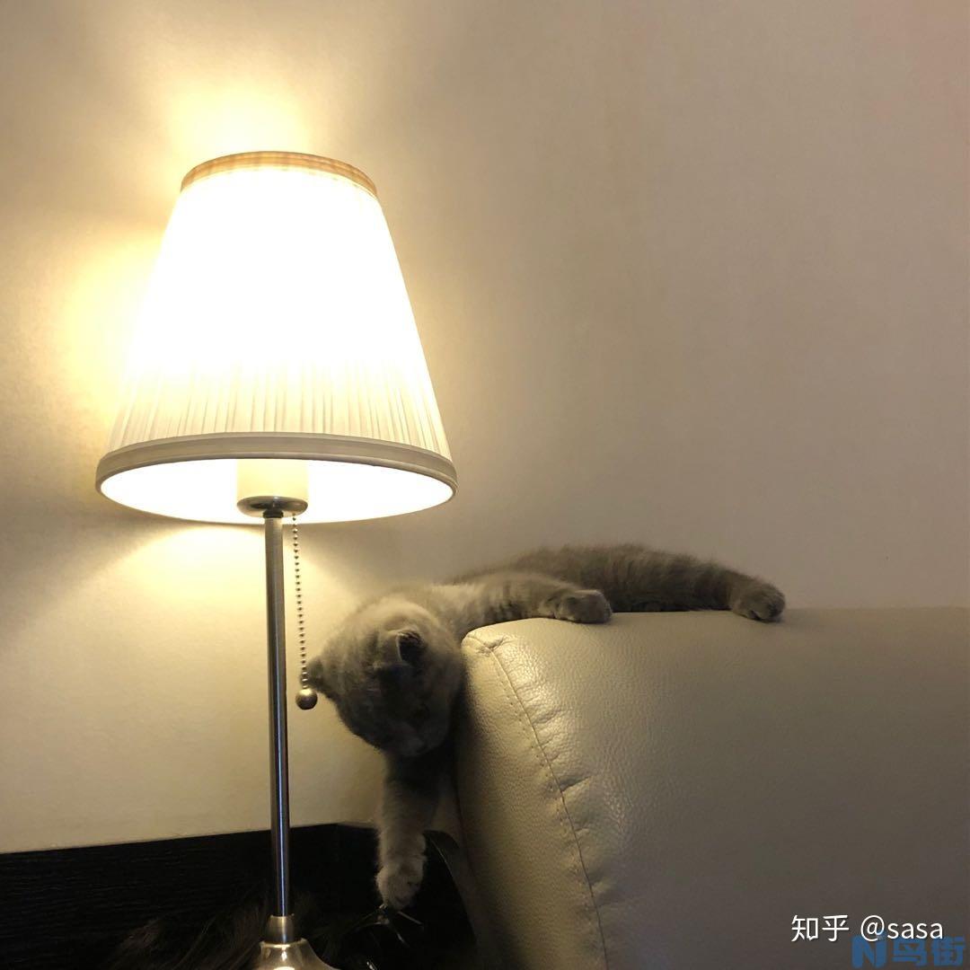 两个月小猫不吃猫粮怎么办？