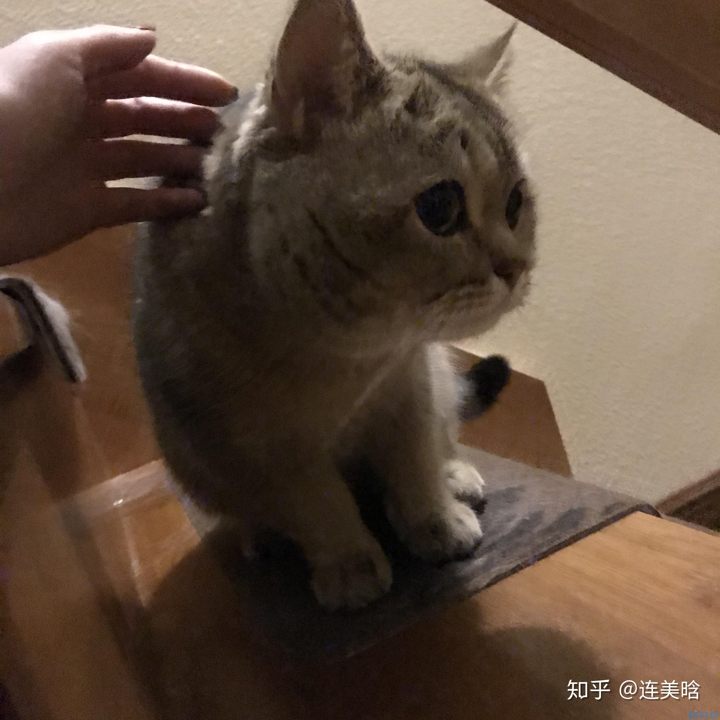 猫发腮是几个月？