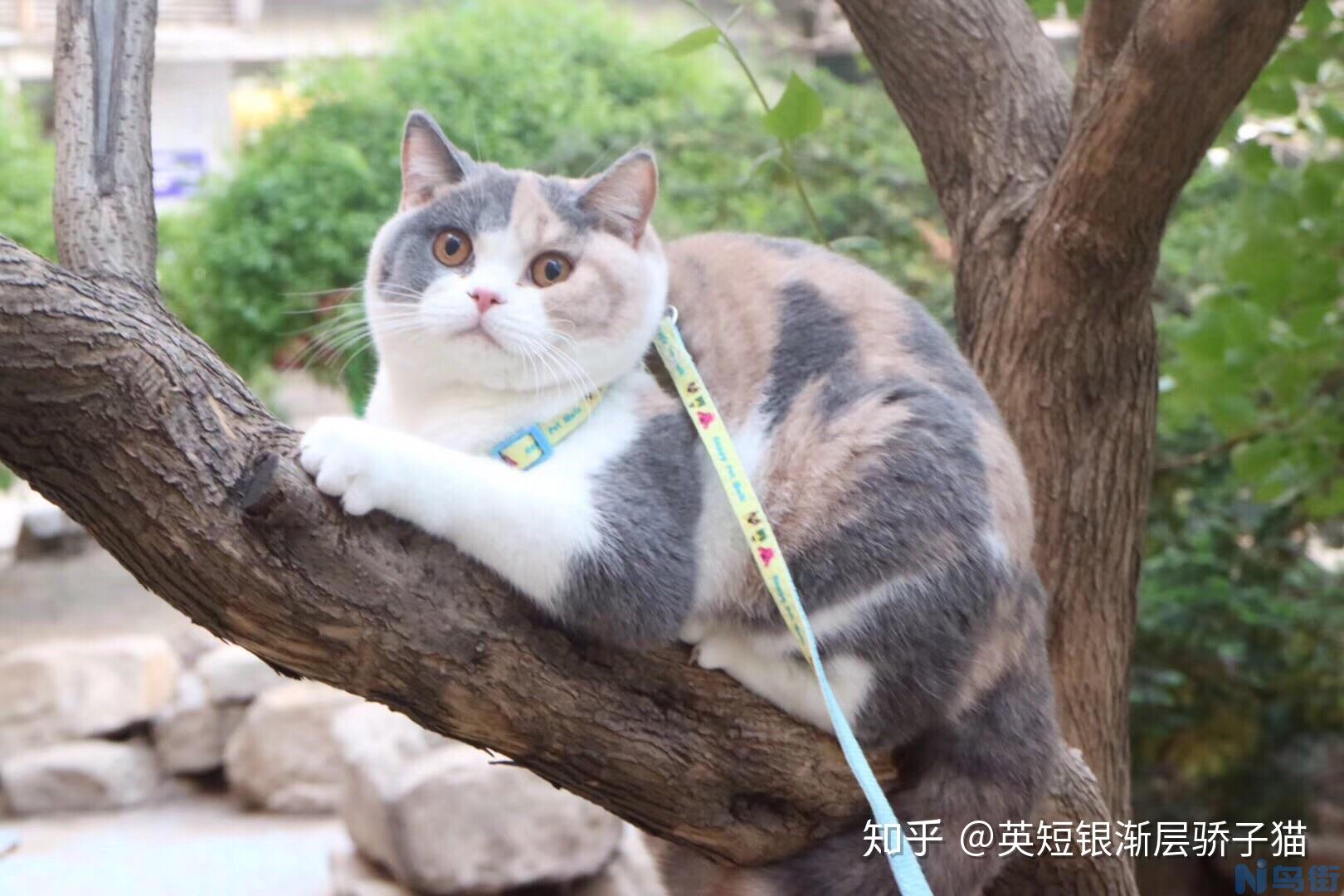 银渐层母猫会发腮吗？