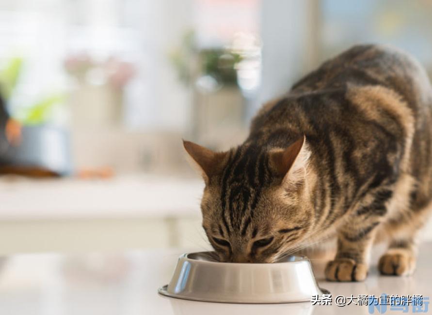 猫咪食欲不好怎么办？