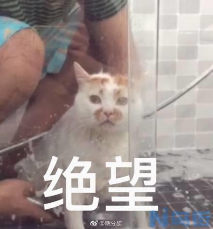 猫整天叫是怎么回事？