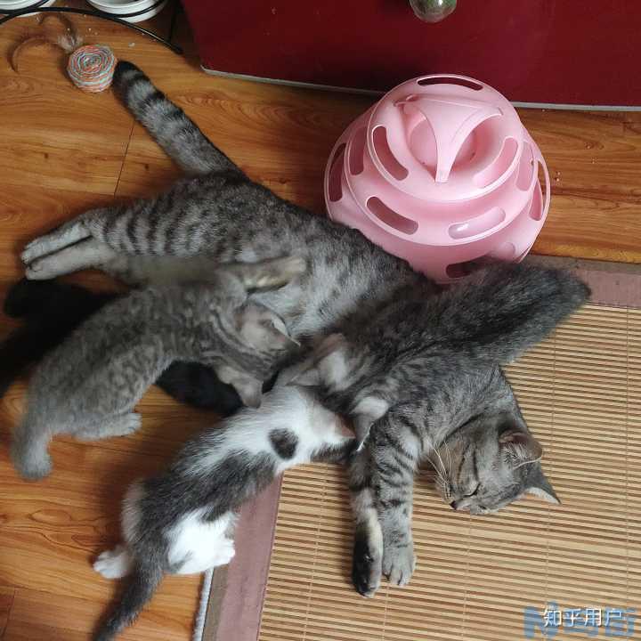 猫丢了一个月怎么找？