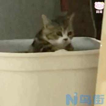 美短猫性格怎么样？