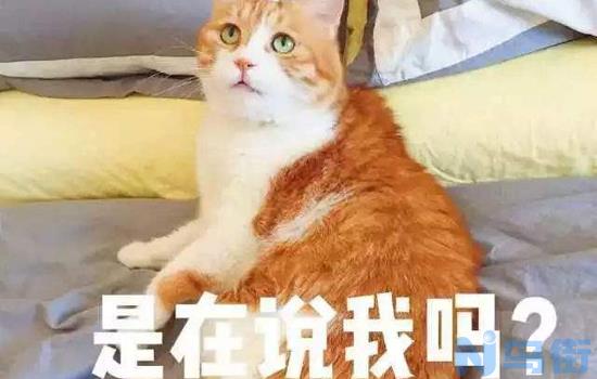 猫不睡猫窝喜欢睡床上？