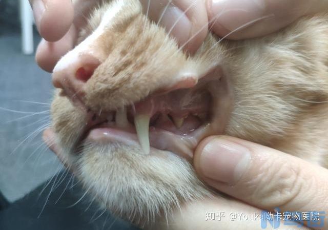 猫牙齿出血是什么情况？