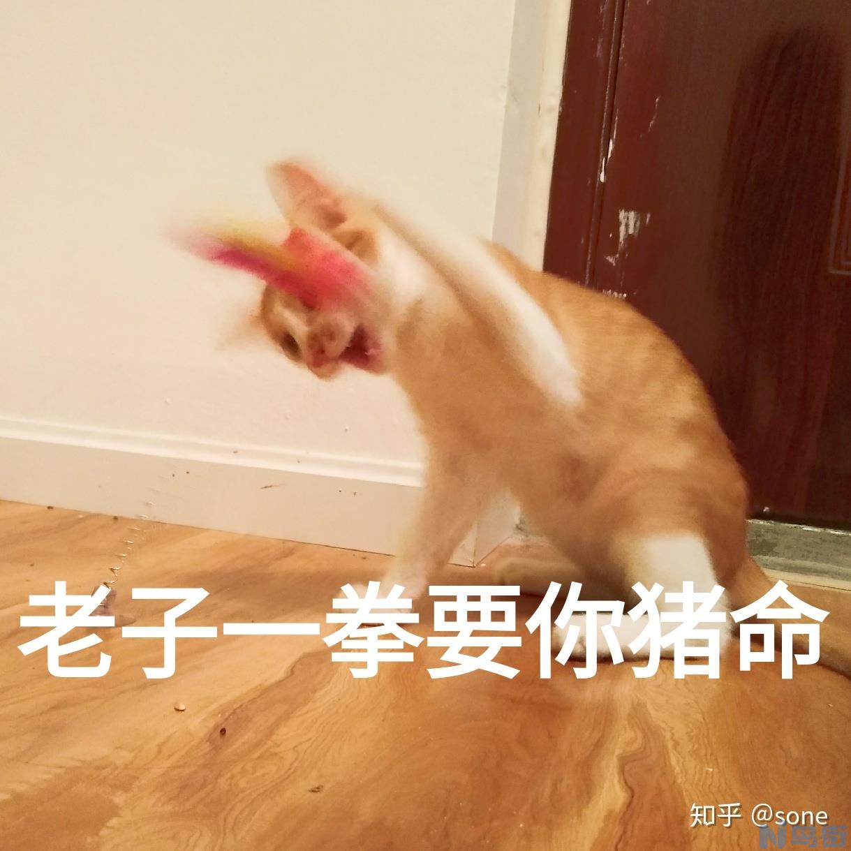 流浪猫到家里一直叫怎么办？