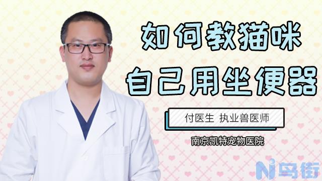 如何教小奶猫用猫砂？