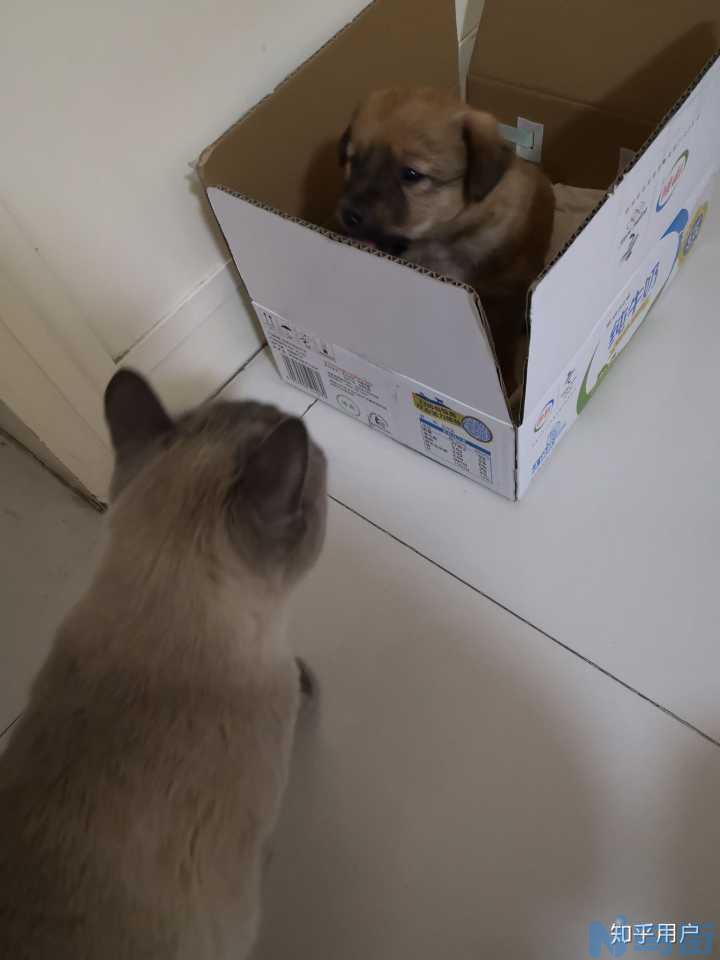 刚领养的猫一直叫怎么办？