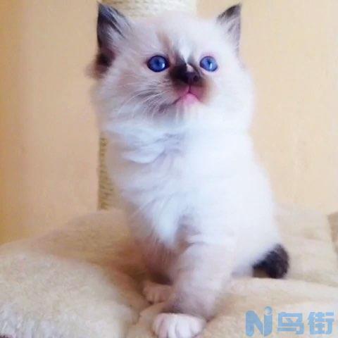 新手如何饲养布偶猫？