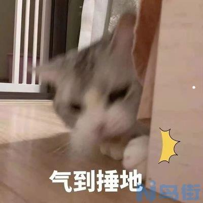 折耳猫属于英短还是美短？