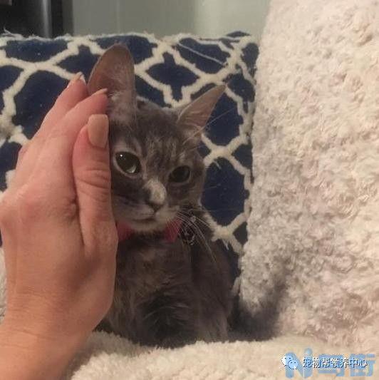 小猫咪多久才可以正常走路？