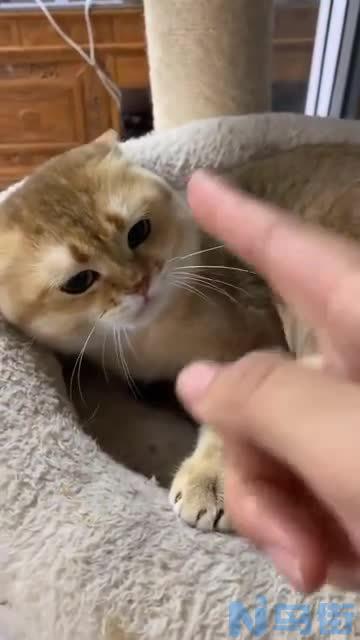 猫为什么喜欢咬线？