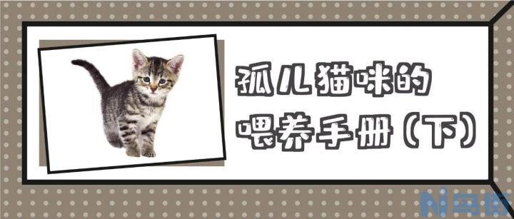 捡到小奶猫怎么办？