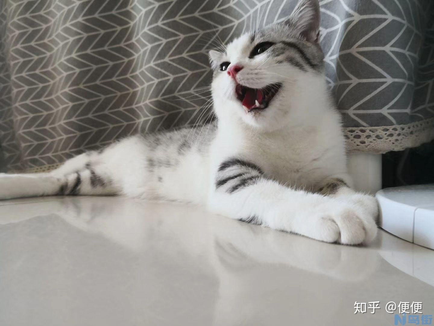 小猫仔怎么养？