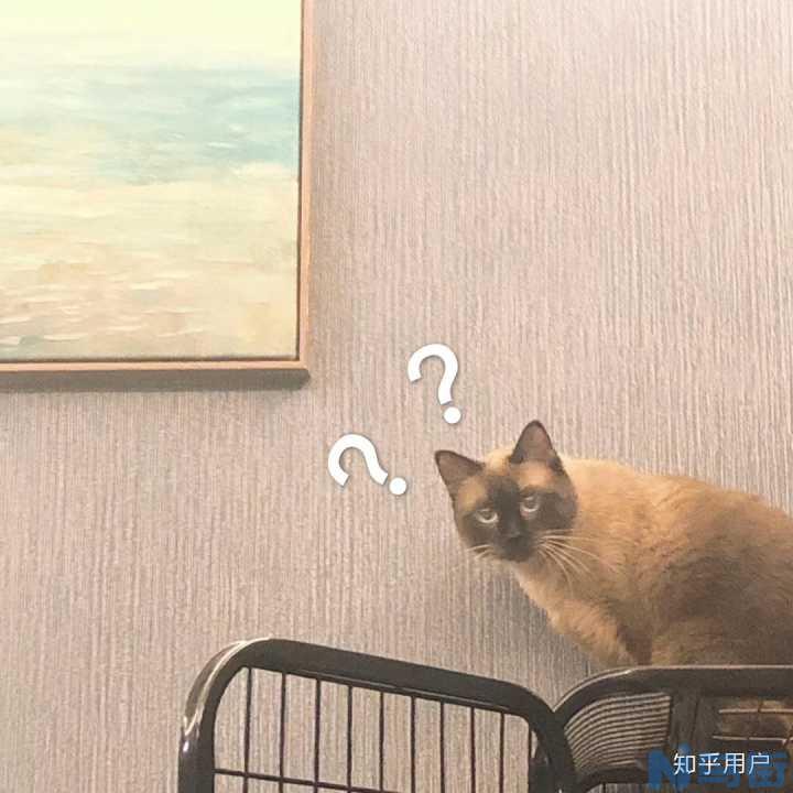 猫离开家还会回来了吗？