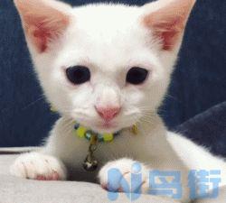 折耳立猫是什么意思？