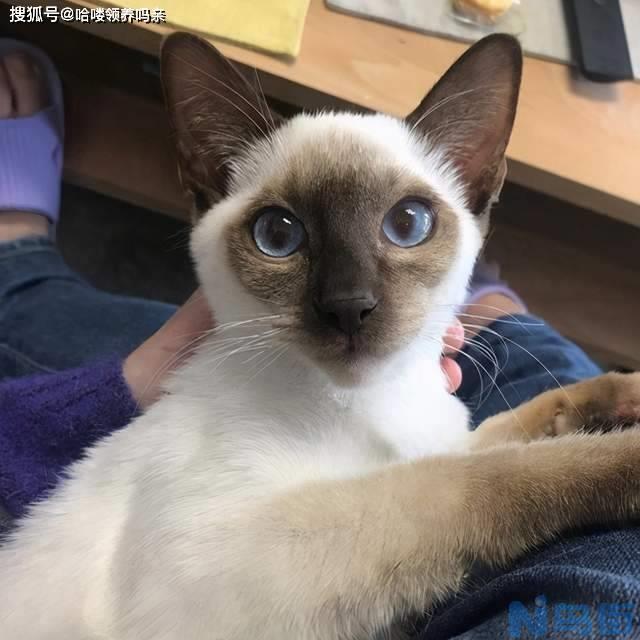 长毛猫小时候能看出来吗？