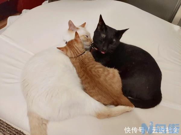 新到家的猫咪一直叫？