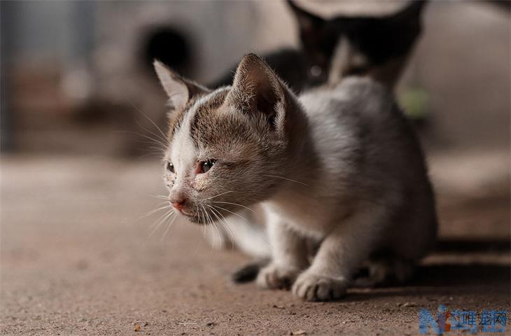 猫粮那么硬猫的牙齿受得了吗？