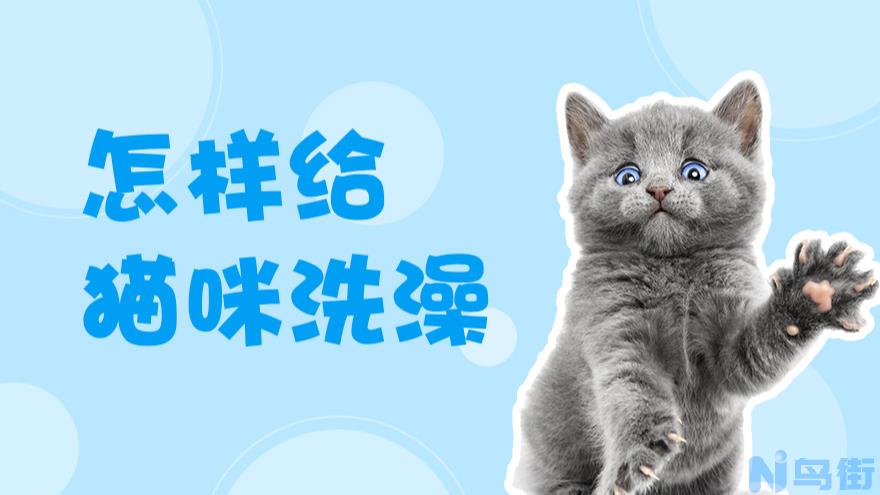 猫咪驱虫多久后可以洗澡？