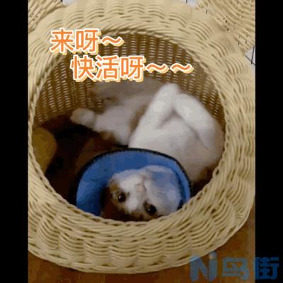 猫的眼屎多是什么原因？