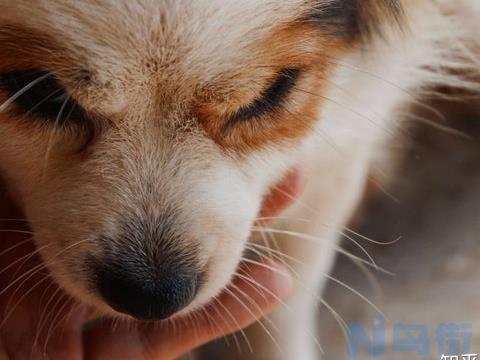 狗狗食道有异物的症状？