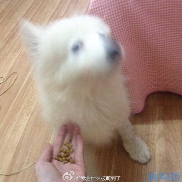 狗为什么吃自己的屎怎么办？