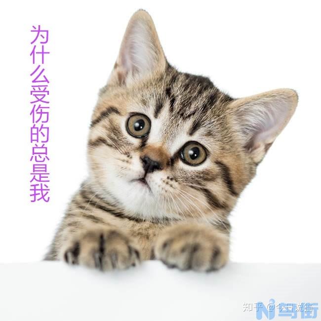 猫咪耳螨会传染猫吗？