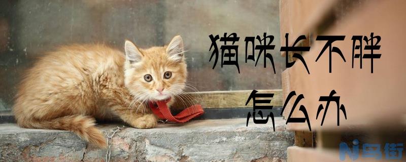 猫在家里到处撒尿怎么办？