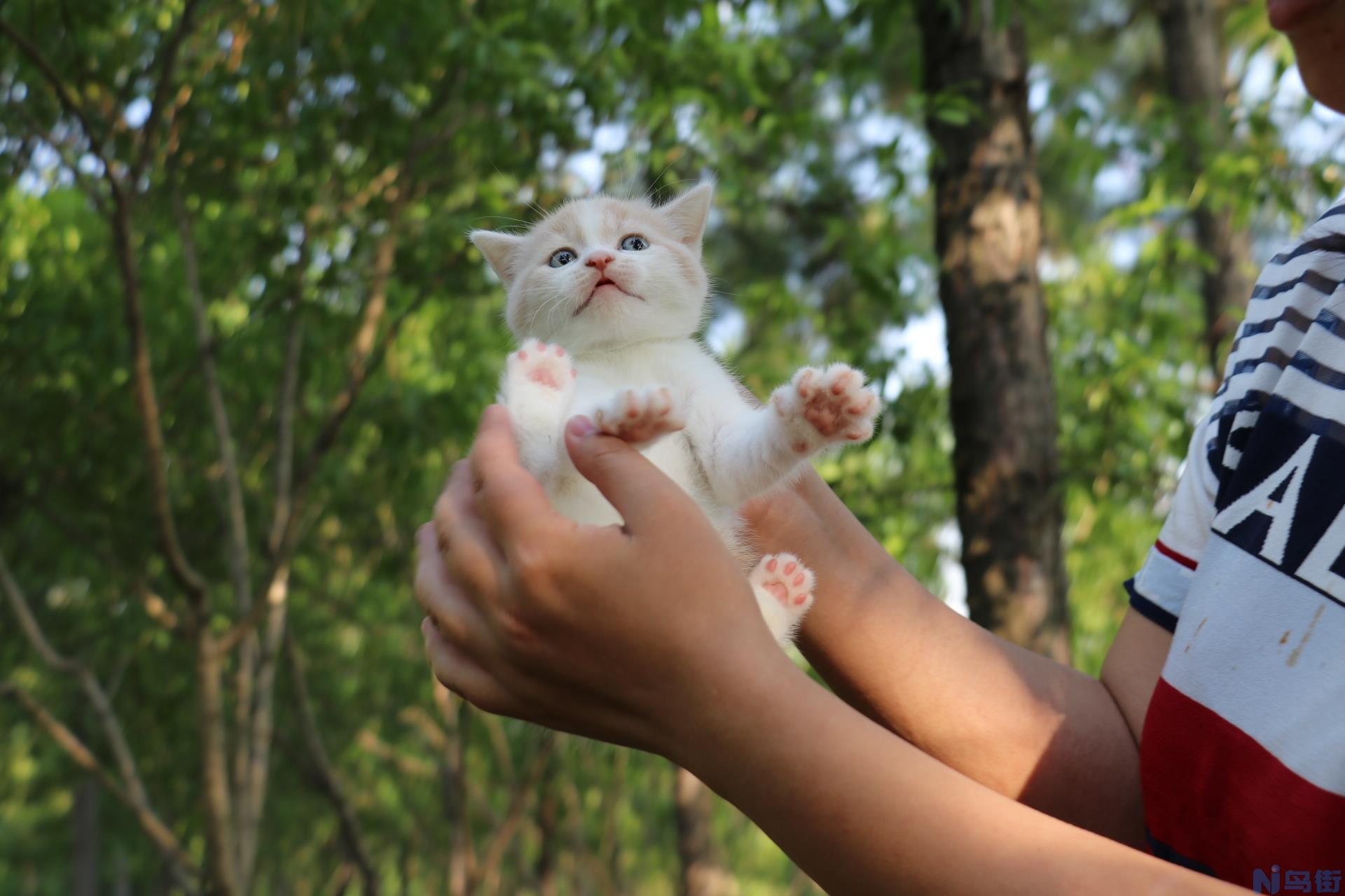 猫连续打喷嚏是怎么回事？