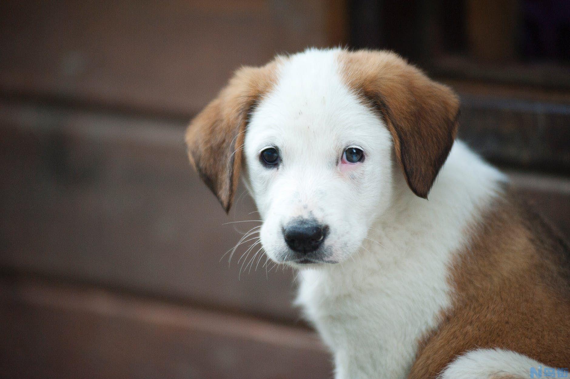 狗狗狂犬病的症状？